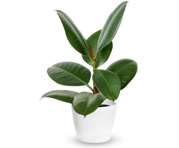 Фикус в горшке на белом фоне