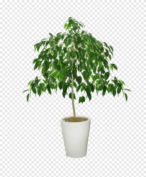 Дерево в горшке на белом фоне