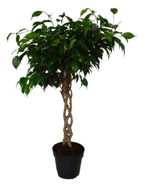 Фикус Даниэль