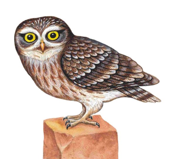 Изображение Совы для детей