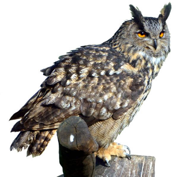 Сова без фона