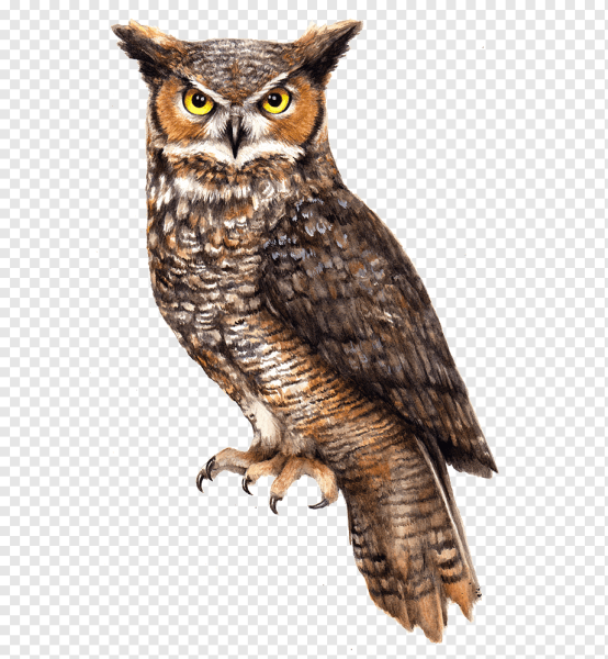 Сова на белом фоне