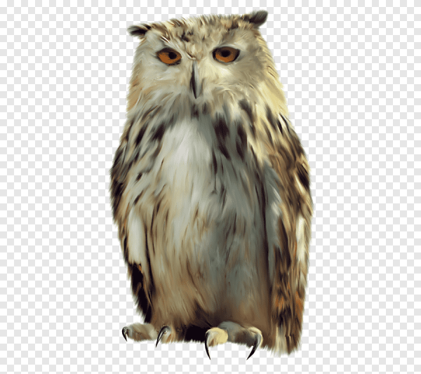 Совенок на белом фоне