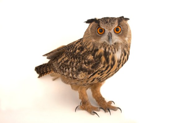 Филиппинский Филин