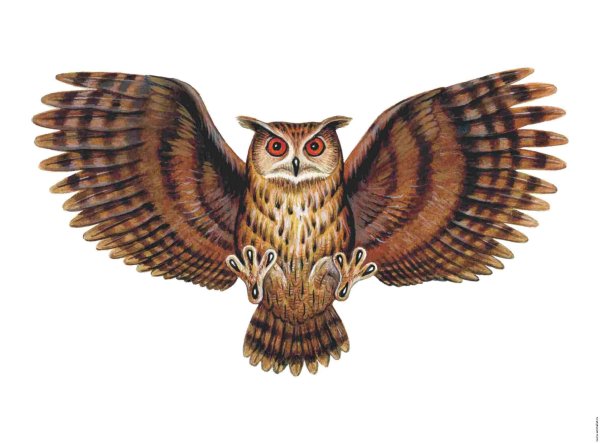 Крылья Совы