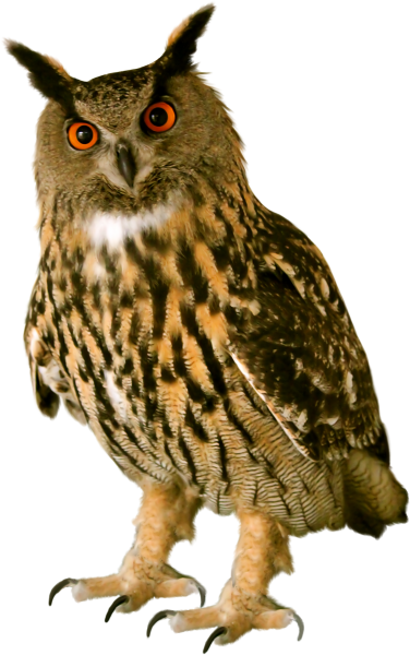 Сова на белом фоне