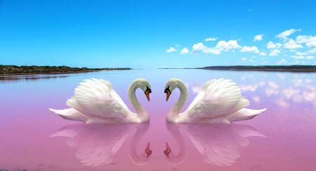 Картинки на рабочий стол лебеди