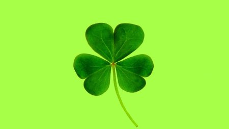 Клевер трехлистный желтый