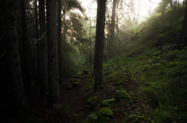 Форкс Вашингтон лес Эстетика