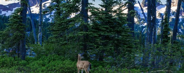 Форкс США природа