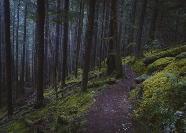 Форкс штат Вашингтон