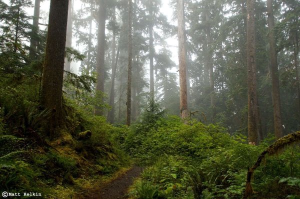 Форкс штат Вашингтон природа