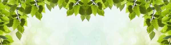 Фон с веточками березы