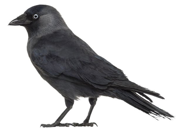 Галка на белом фоне