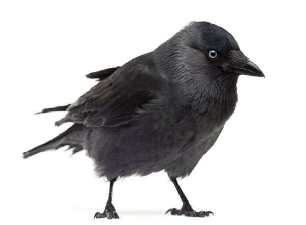 Птица Галка на белом фоне