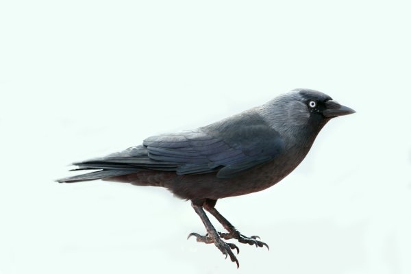 Птица Галка на белом фоне