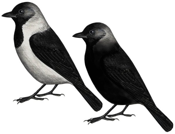 Галка рисунок