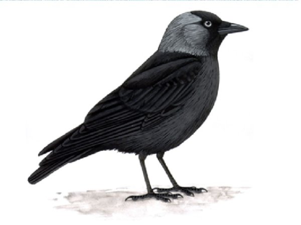 Галка на прозрачном фоне