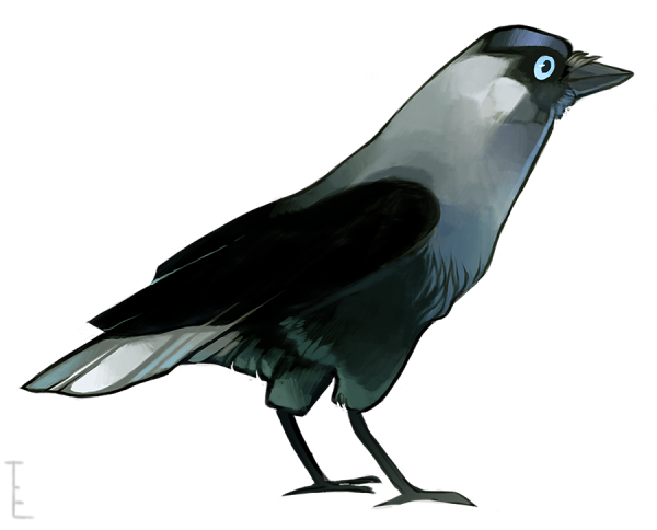 Птицы для детей ворона