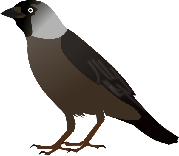 Галка птица вектор