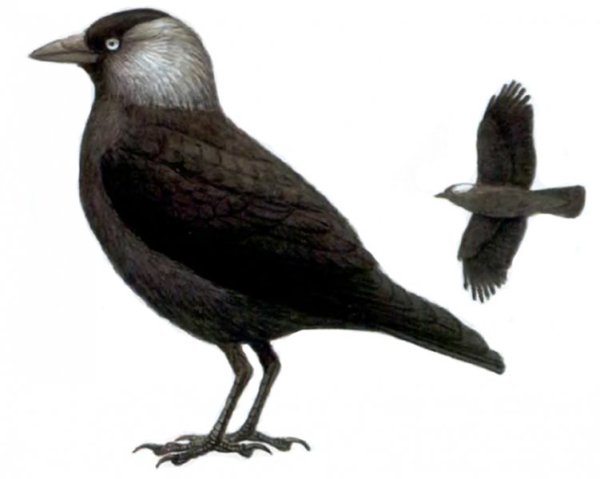 Птица Галка для детей