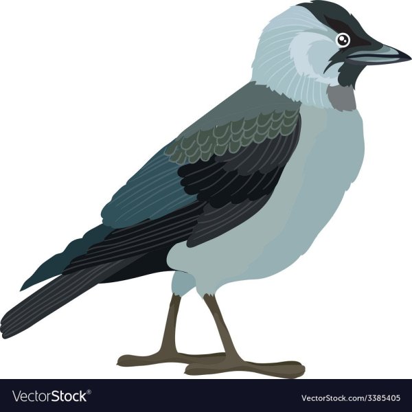 Галка птица на прозрачном фоне