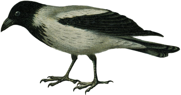 Галка на прозрачном фоне