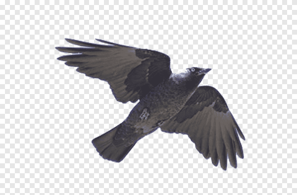 Галка полет