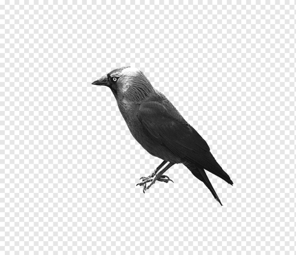 Птица Галка на белом фоне
