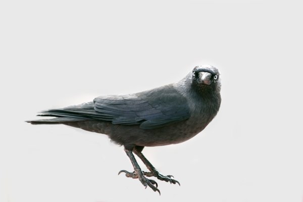 Грач анимация