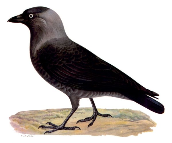 Птица Галка для детей