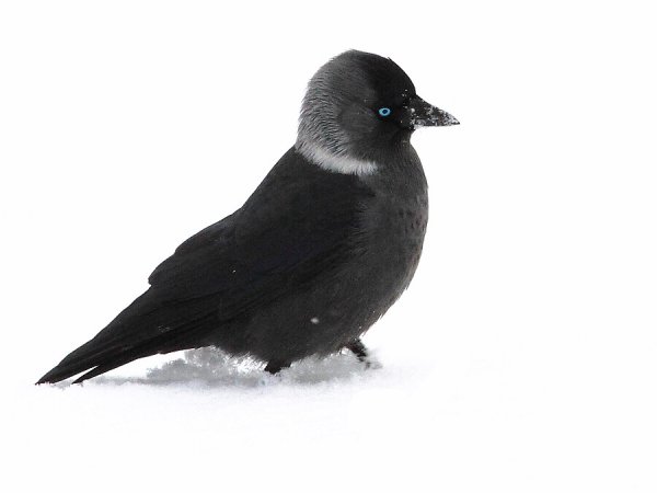 Галка птица