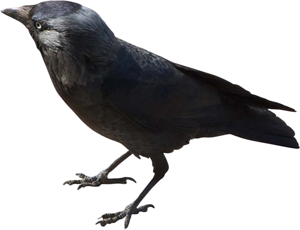 Галка на белом фоне