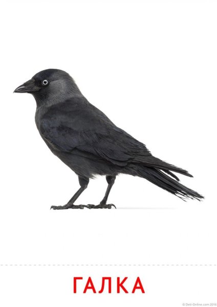 Птица Галка на белом фоне