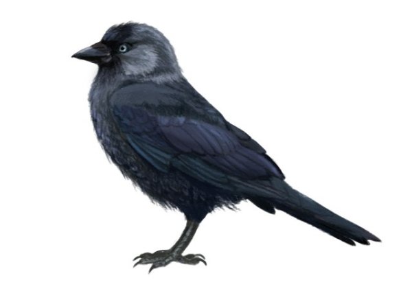 Галка на белом фоне
