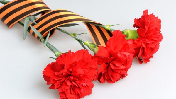 Красные гвоздики с георгиевской лентой