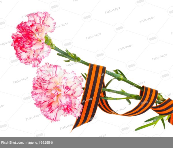 Гвоздика ленточка и гвоздика Георгиевская