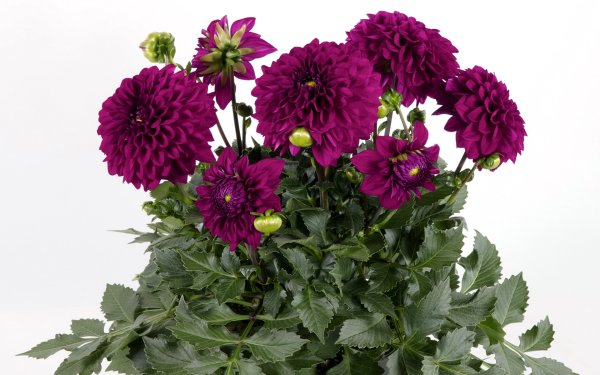 Георгина Dahlietta Patty Burgundy