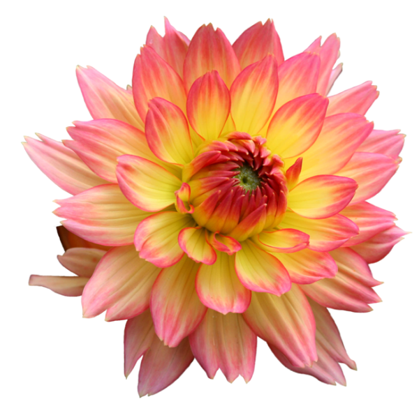 Георгины на белом фоне