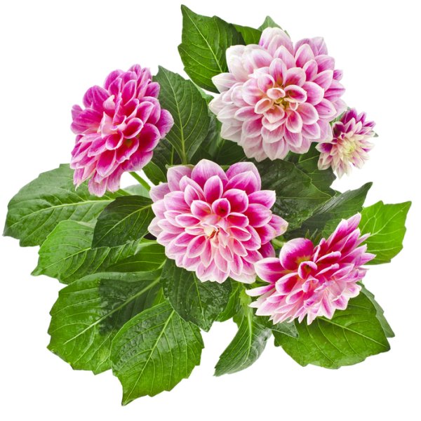 Георгин куст на прозрачном фоне