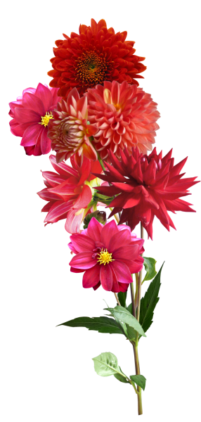 Белый георгин красная Астра