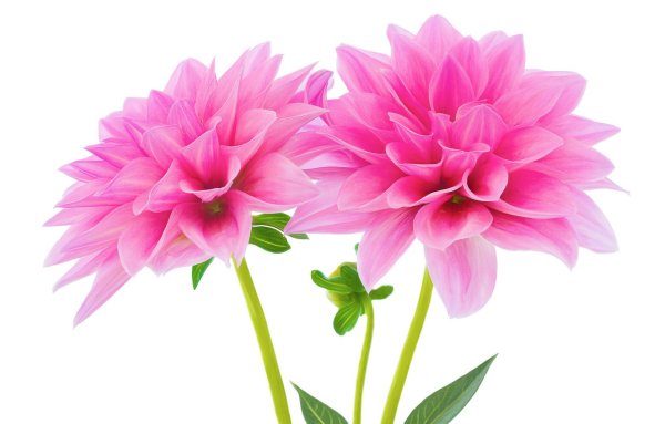 Георгины однолетние на белом фоне