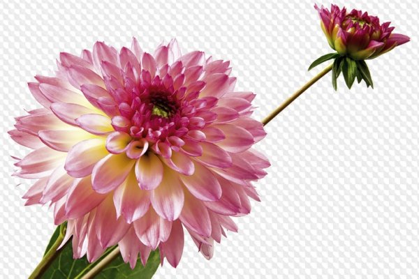 Георгина на белом фоне