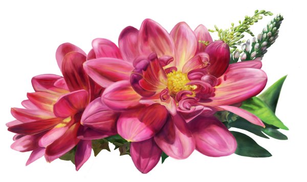 Букет георгин на белом фоне