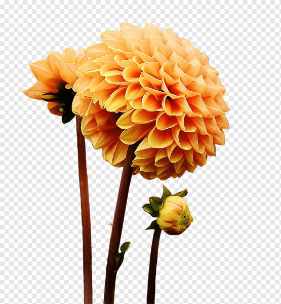 Георгин желтый