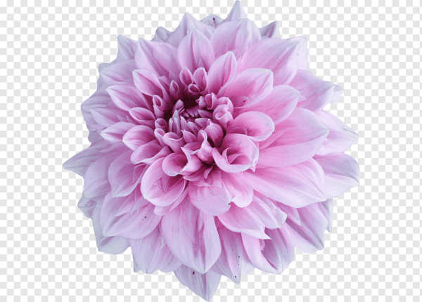 Георгин для фотошопа