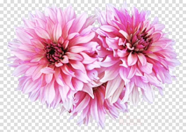 Розовый георгин на белом фоне
