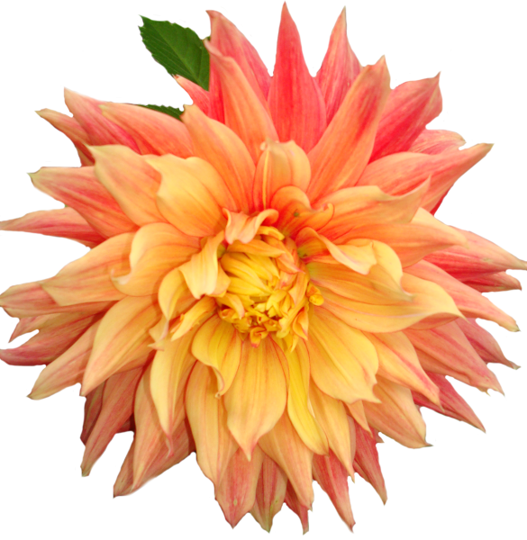 Георгин на белом фоне