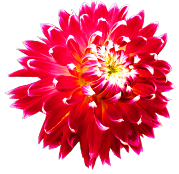 Георгины одиночные