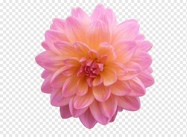 Георгины одиночные